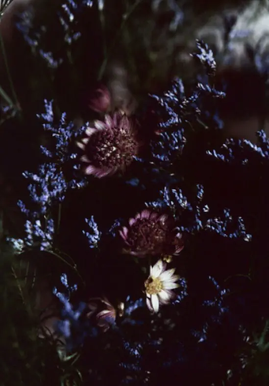 Fleurs coupées Rosa Rosam — Ektachrome 6x7, L'Atelier du Jarrier, Normandie, octobre 2025