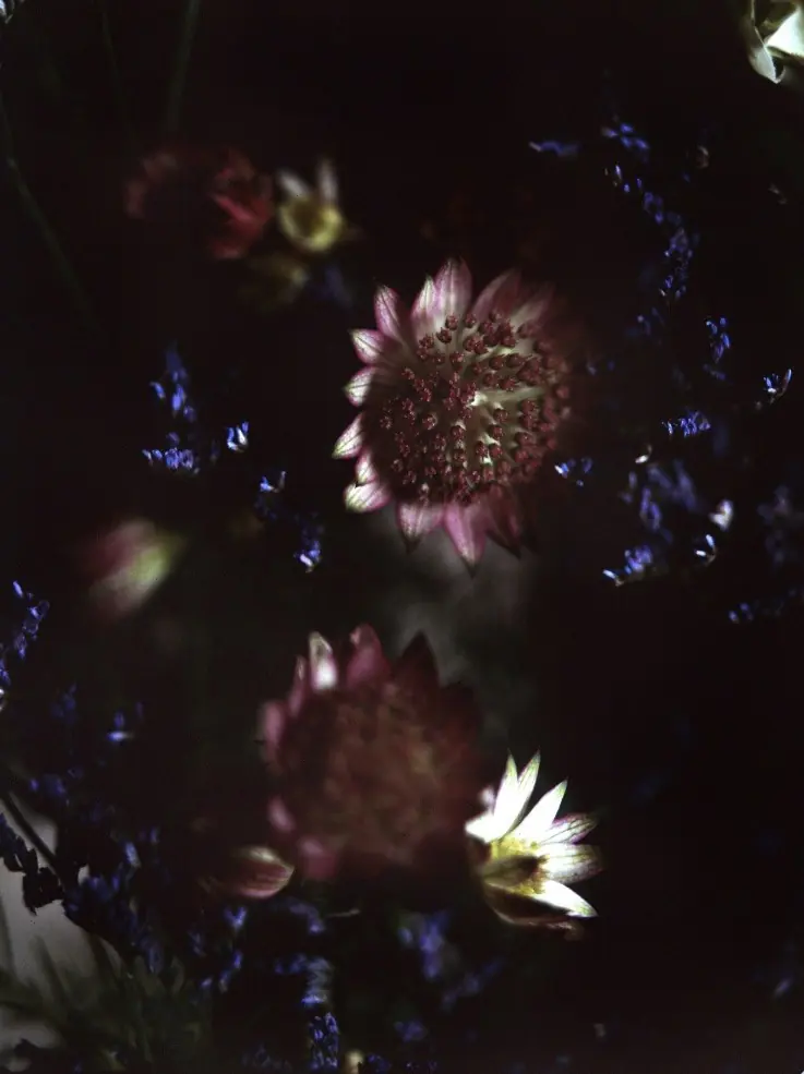 Fleurs sur Ektachrome 6x7, L'Atelier du Jarrier, Saint-Sulpice-sur-Risle — octobre 2025
