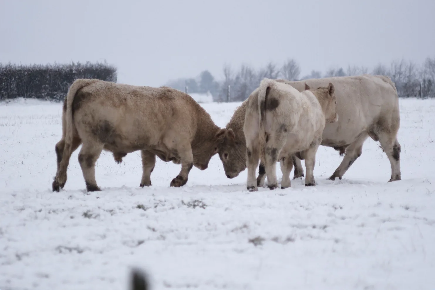 Jeunes taureaux Bohin sous la neige en Normandie, Orne — janvier 2026